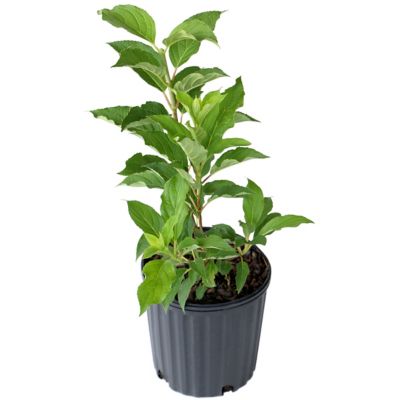 Image showing  2 gal. Phantom Hydrangea Plant