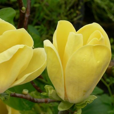 Image showing  2 gal. Magnolia Butterflies Tree