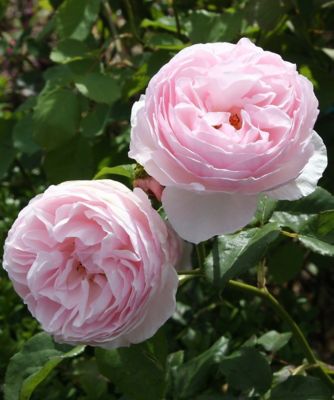 National Plant Network Earth Angel Parfuma Rose Plants, 2-Pack