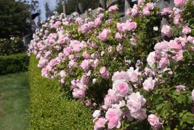 Image showing  Earth Angel Parfuma Rose Plants, 2-Pack