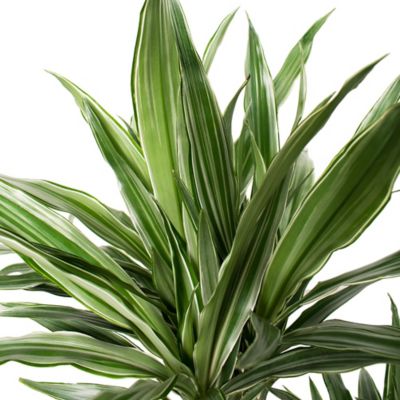 Image showing  Dracaena Warneckii 3-2-1 10 in., TSC1360