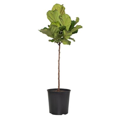 National Plant Network Ficus Lyrata Standard 10 in., TSC1362