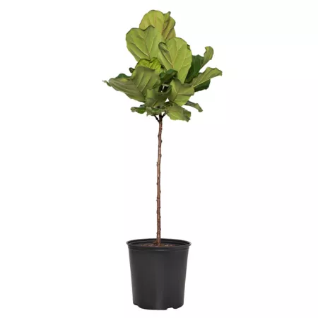 National Plant Network Ficus Lyrata Standard 10 in TSC1362 Succulents & House Plants