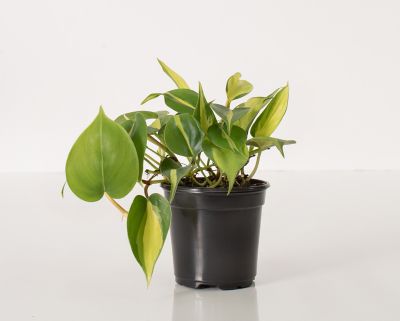 National Plant Network Philodendron Brasil 4 in. - 3 Piece, TSC1367