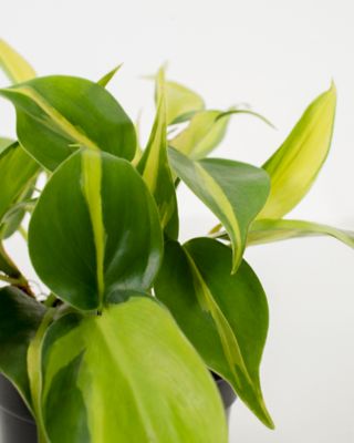 Image showing  4 in. Potted Philodendron Brasil House Plants, 3 pc.