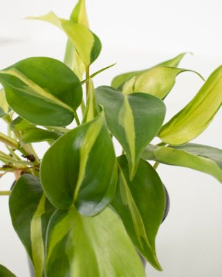 Image showing  4 in. Potted Philodendron Brasil House Plants, 3 pc.