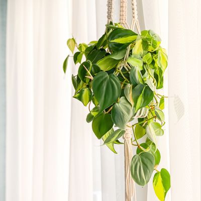 Image showing  4 in. Potted Philodendron Brasil House Plants, 3 pc.