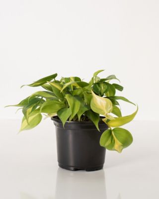 National Plant Network Philodendron Brasil 6 in.