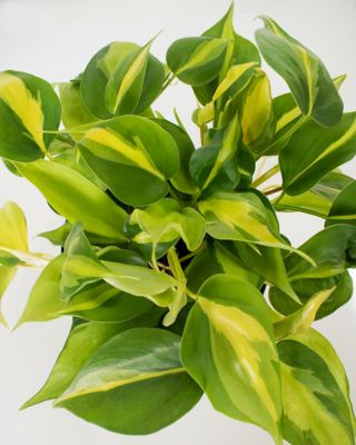 Image showing  6 in. Potted Philodendron Brasil House Plant