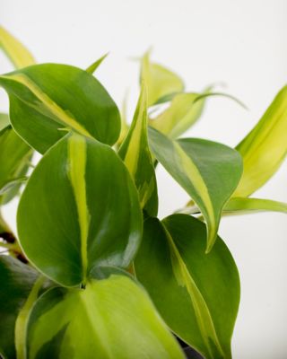 Image showing  6 in. Potted Philodendron Brasil House Plant