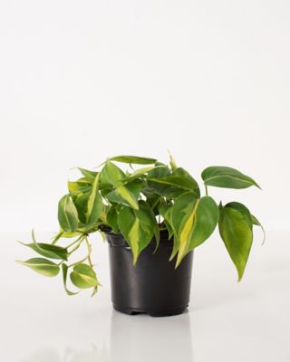 Image showing  6 in. Potted Philodendron Brasil House Plant