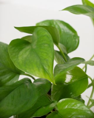 Image showing  4 in. Potted Pothos Jade House Plants, 3 pc.