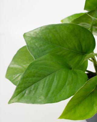 Image showing  4 in. Potted Pothos Jade House Plants, 3 pc.
