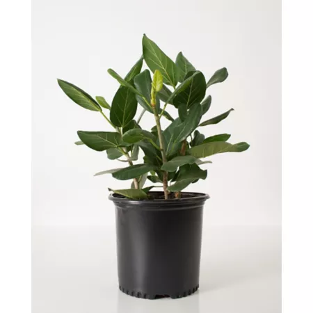 National Plant Network Ficus Audrey 10 in. Succulents & House Plants