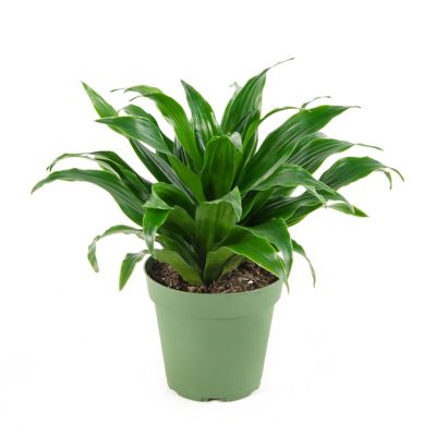 National Plant Network Dracaena Janet Craig 10 in. 3-2-1, TSC1378