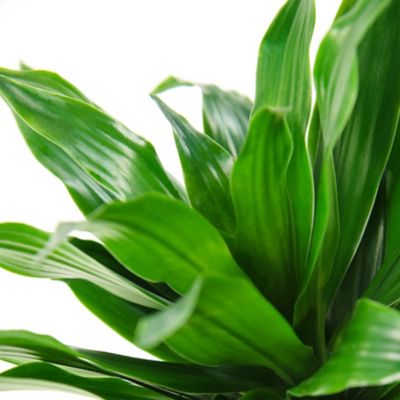 Image showing  Dracaena Janet Craig 10 in. 3-2-1, TSC1378