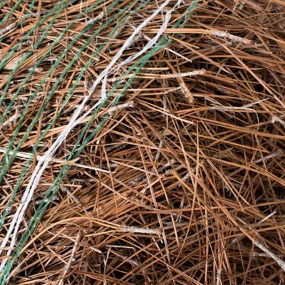 Image showing  Long Leaf Pine Straw Bale, TSC1379