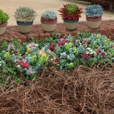 Image showing  Long Leaf Pine Straw Bale, TSC1379