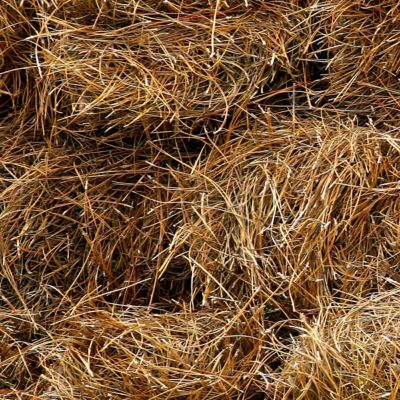 Image showing  Long Leaf Pine Straw Bale, TSC1379