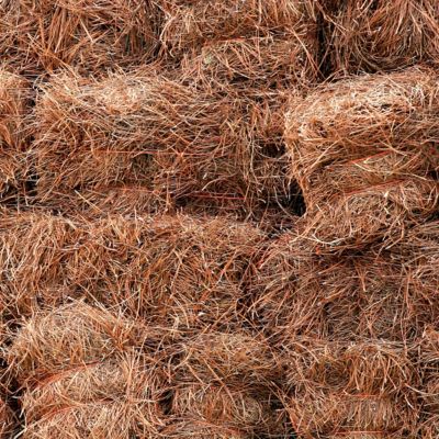 Image showing 5 th National Plant Network Long Leaf Pine Straw Bale, TSC1379