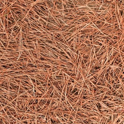 Image showing 6 th National Plant Network Long Leaf Pine Straw Bale, TSC1379