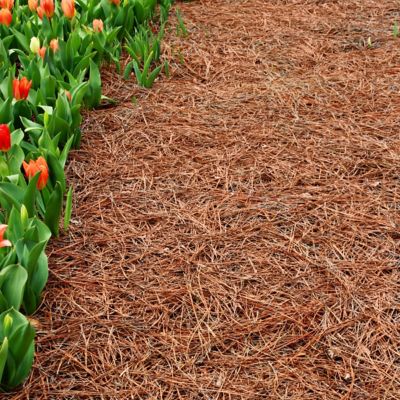 Image showing 7 th National Plant Network Long Leaf Pine Straw Bale, TSC1379