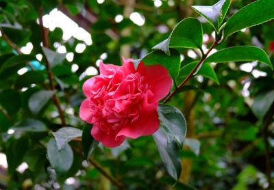 National Plant Network 3 gal. Red Twister Camellia Plant