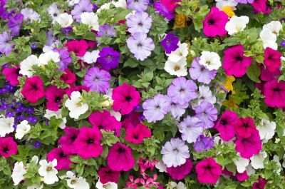 DeGroot Bag O'Blooms Petunias with Saddle Bag