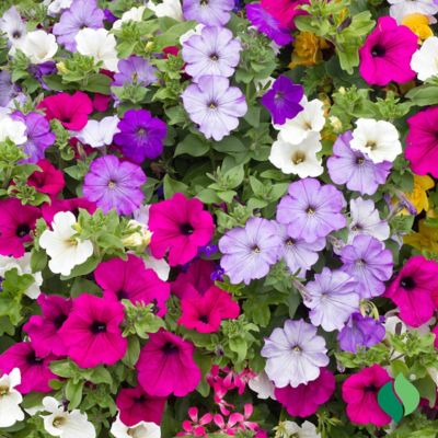 Image showing 1 th DeGroot Bag O'Blooms Petunias Seeds with Saddle Bag