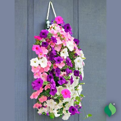 Image showing 2 th DeGroot Bag O'Blooms Petunias Seeds with Saddle Bag