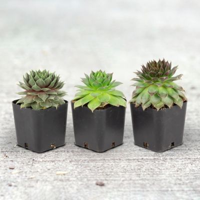 DeGroot Hens and Chicks Plant Set, 3 pk.