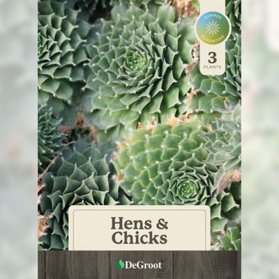 Image showing  Hens and Chicks Plant Set, 3 pk.