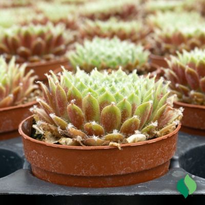 Image showing  Hens and Chicks Plant Set, 3 pk.