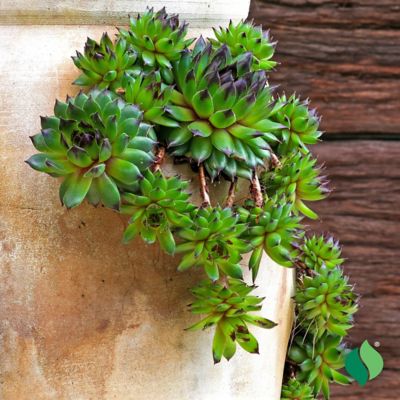 Image showing  Hens and Chicks Plant Set, 3 pk.