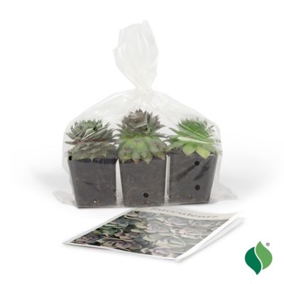 Image showing  Hens and Chicks Plant Set, 3 pk.