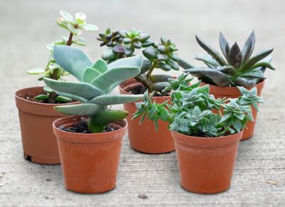 DeGroot Grower's Choice Succulent Plant Set, 5-Pack
