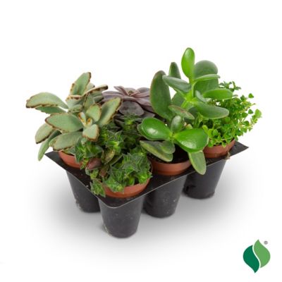 DeGroot Grower's Choice Succulent Plant Set, 5-Pack