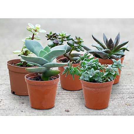 DeGroot Grower's Choice Succulent Plant Set, 5-Pack