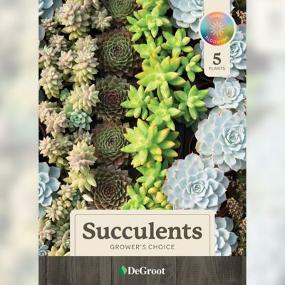 Image showing  Grower's Choice Succulent Plant Set, 5 pk.