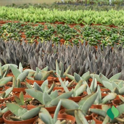 Image showing  Grower's Choice Succulent Plant Set, 5 pk.