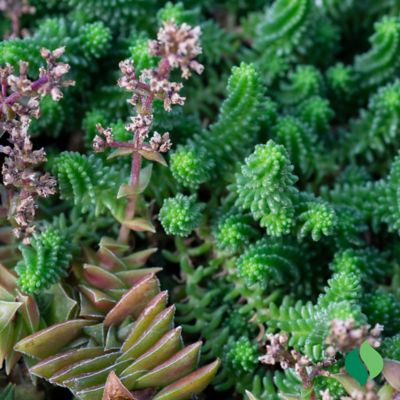 Image showing  Grower's Choice Succulent Plant Set, 5 pk.