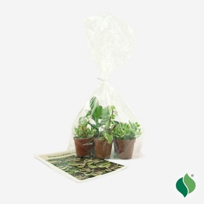 Image showing  Grower's Choice Succulent Plant Set, 5 pk.
