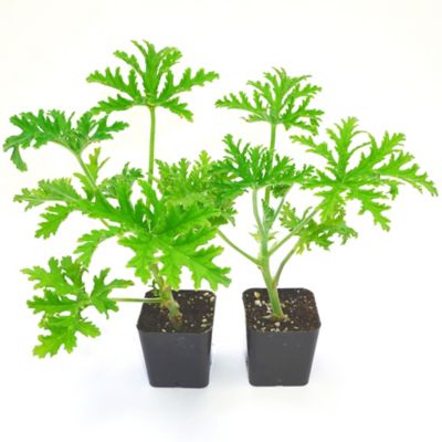 DeGroot 2 in. Potted Citronella Plants, 2 pc.