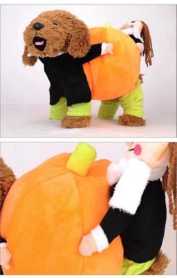 Image showing 5 th Pet Life Pumpkin Mon' Halloween Pet Dog Costume