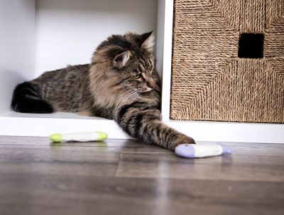 Image showing  Welcome Home New Cat Necessity Pack Toys for Cats & Kittens 18-Set