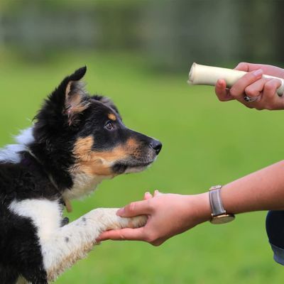 Image showing  3 in. American Beefhide Natural Flavor Mini Rolls Dog Chew Treats, 40 ct.