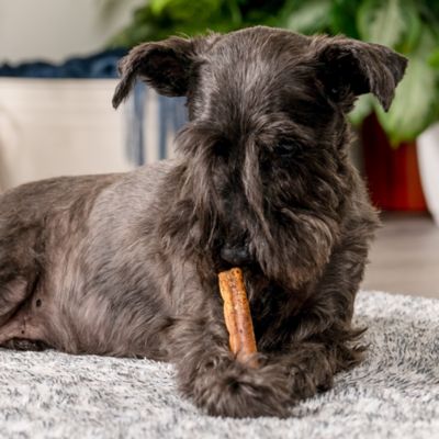 Image showing  3-3.5 in. American Beefhide Beef Flavor Mini Rolls Dog Chew Treats, 35 ct.