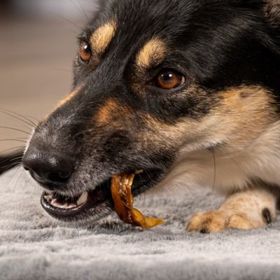 Image showing  Real Chewz Piggy Bites Dog Chew Treats, 16 oz.