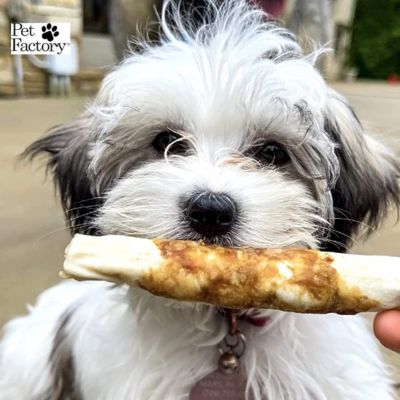 Image showing  5 in. Twistedz American Beefhide Twist Stick Dog Chew Treats with Pork Meat Wrap, 20 ct.