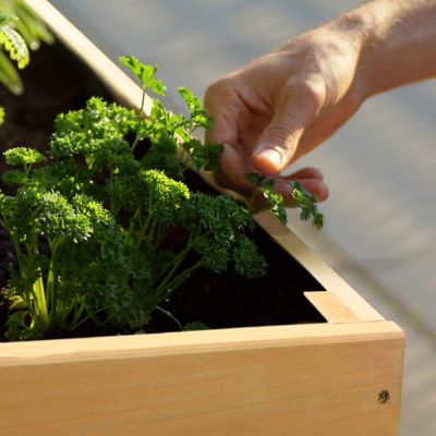 Image showing 8 th Veikous Large Wooden Raised Garden Bed with Funnel Design and Liner, 70.8 in. x 31.4 in. x 28.5 in., Natural